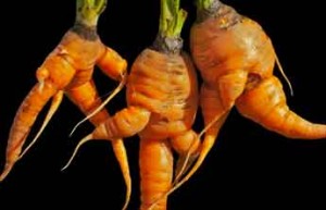 Carottes