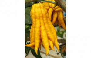 Citron