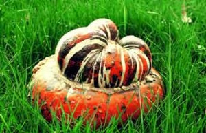 Courge