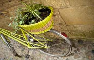 Plante dans panier à vélo