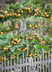 pommier