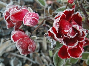 Les saints de glace