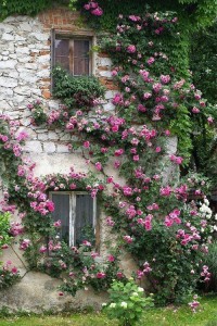 rosiers