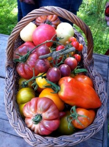 Panier-tomates