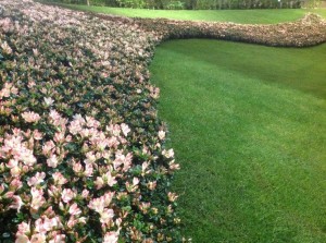 Pelouse-et-jardin-ornement