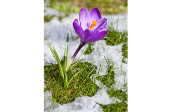 Objectif de décembre : préparer mon jardin à l’hiver