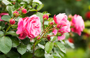 La taille des rosiers, un geste à appréhender !