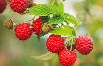 Fraises et framboises, ces fruits qui appellent l’été !