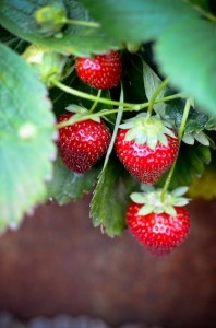 Fraisier à planter