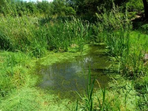 mare eau stagnante