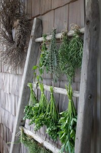 plantes repulsives moustiques