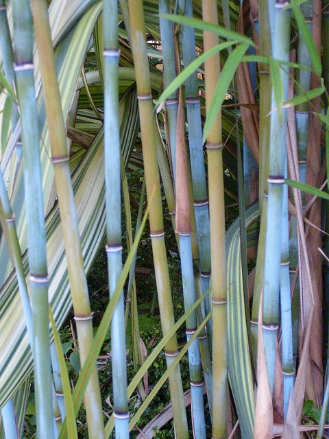 bambou bleu