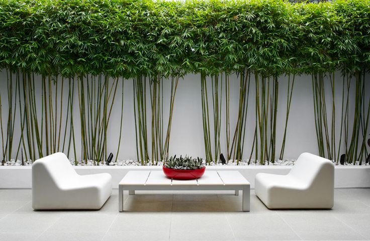 jardin zen avec mur de bambou