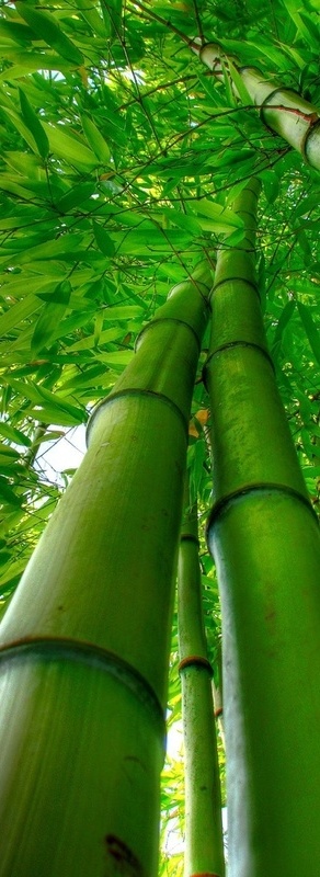 bambou vue de bas