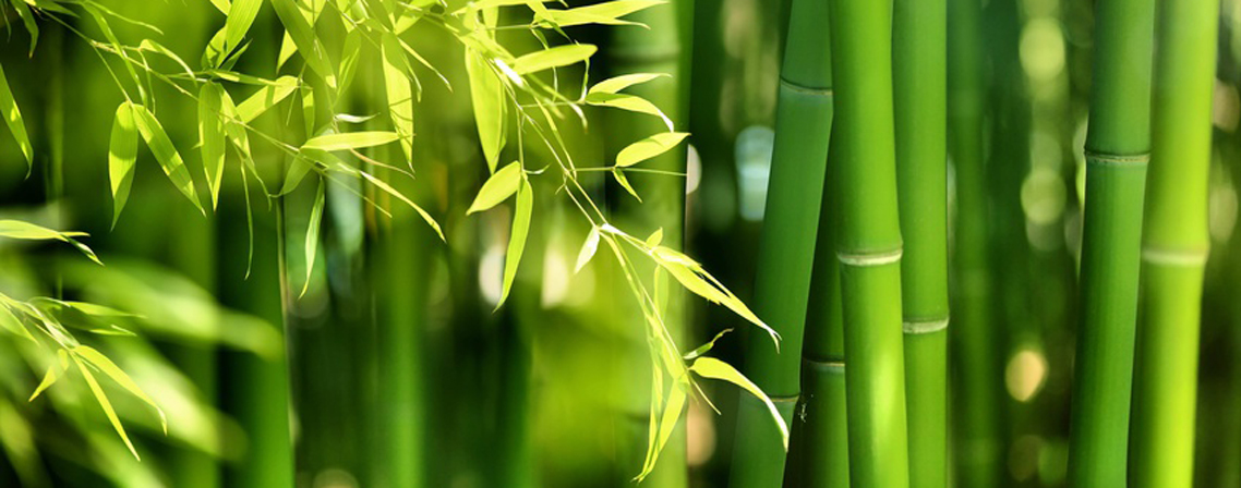 Tallest Grass in the World