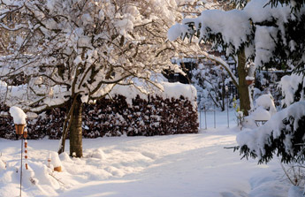 Végétaux couverts de neige