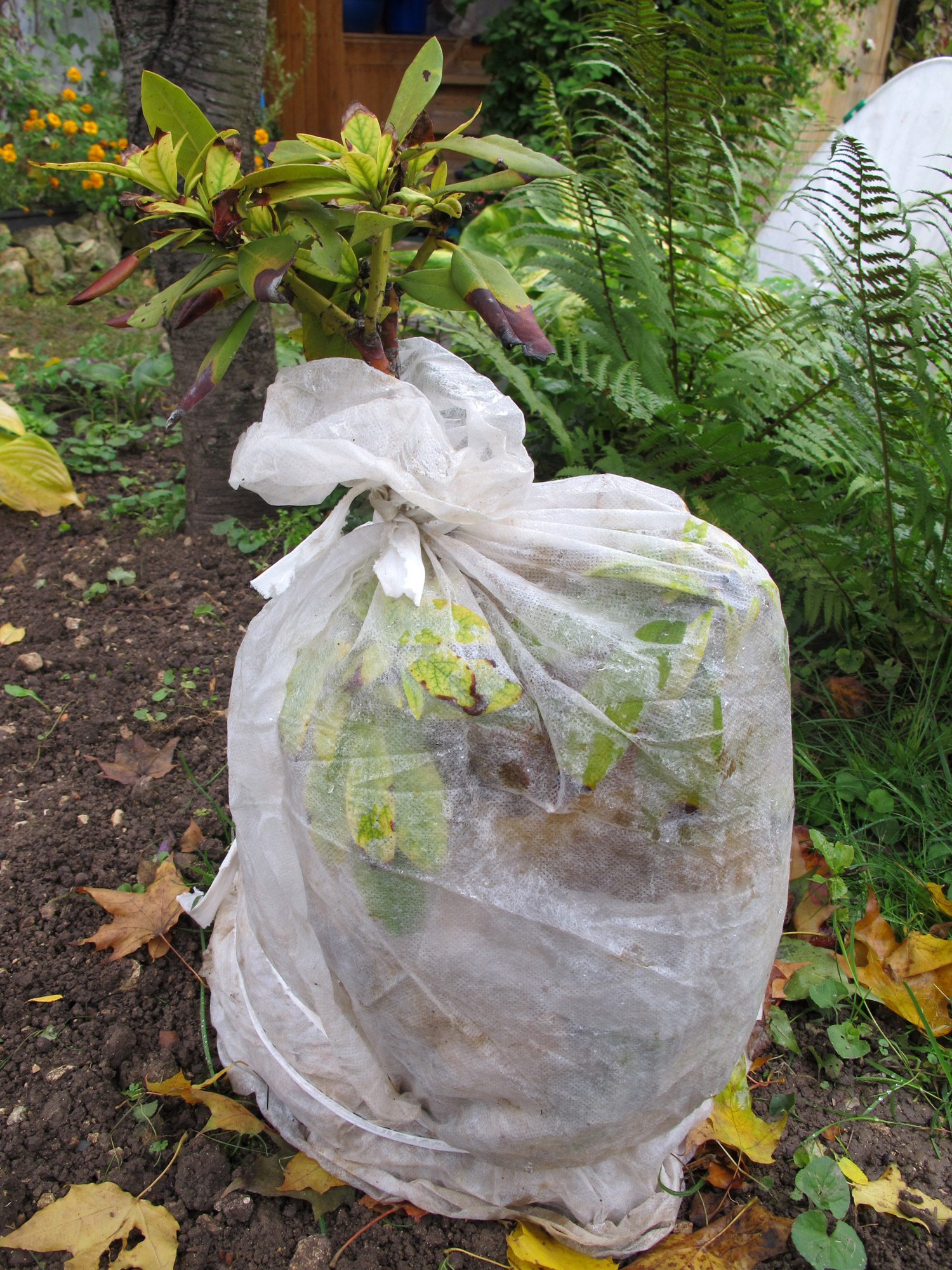 Comment Proteger Les Arums Pour L Hiver