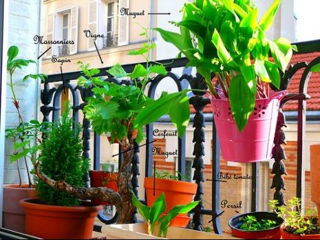 Plante En Pot Balcon