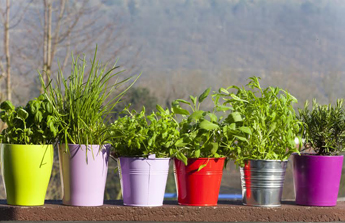 Conseils de jardinage pour cultiver des aromates au balcon
