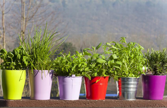 alignement de pots d'aromates colorés