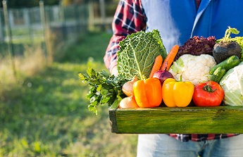 Pour le potager, choisissez un cabanon pas cher en PVC