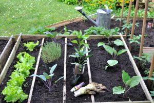un potager collectif en entreprise