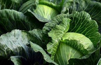 Le potager et ses abris s’invitent au coeur de l’entreprise…