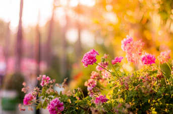 Agenda : à la découverte de jardins remarquables !