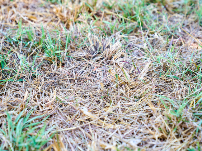 rattraper un gazon sec après l'été