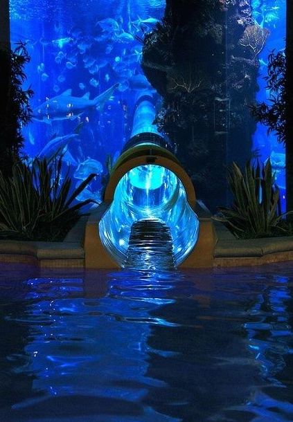 Toboggan avec aquarium à requins à l'hôtel Golden Nugget de Las Vegas